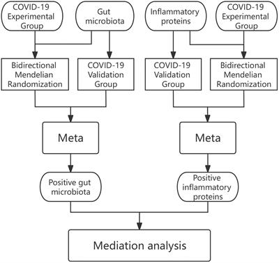 Gut microbiota, inflammatory proteins and COVID-19: a Mendelian randomisation study